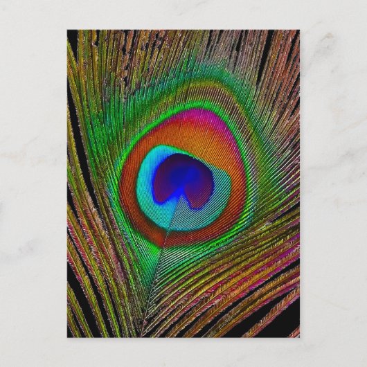 Carte Postale Feather Vibrant Copper (Devant)