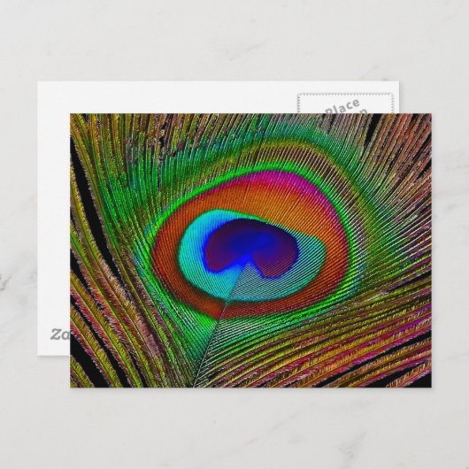 Carte Postale Feather Vibrant Copper (Devant / Derrière)