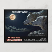 Carte Postale Feb25k-Le loup gris est en danger en Californie (Devant)
