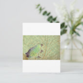 Carte Postale Feelin Froggy (Debout devant)