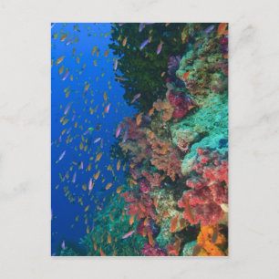 Carte Postale Fées basslets en banc (Pseudanthias
