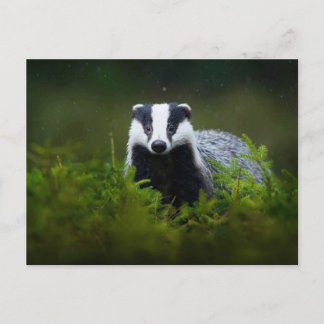 Carte Postale Feisty Badger