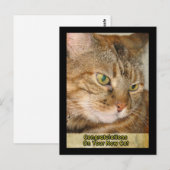Carte Postale félicitations à votre nouveau chat (Devant / Derrière)