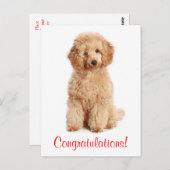 Carte Postale Félicitations Apricot Poodle Chien Chien Poiche Ca (Devant / Derrière)