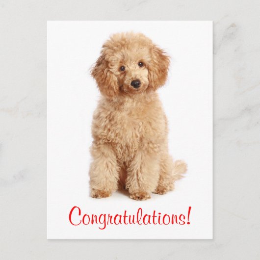 Carte Postale Félicitations Apricot Poodle Chien Chien Poiche Ca (Devant)