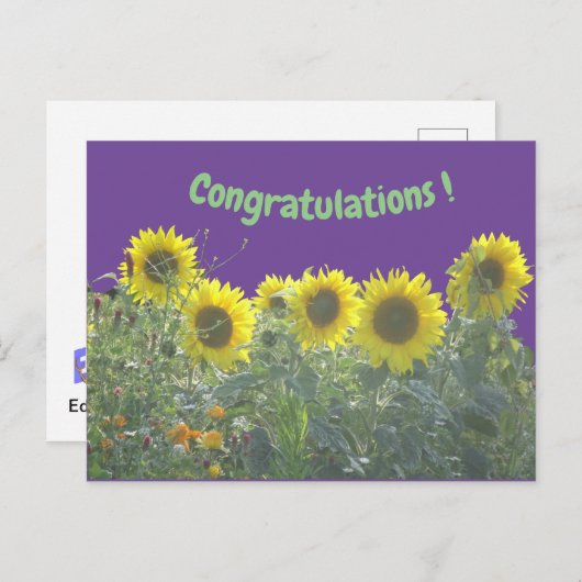 Carte postale Félicitations aux tournesols (Devant / Derrière)