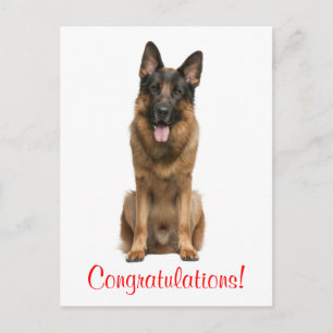 Carte postale félicitations chiot berger allemand