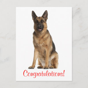 Carte postale félicitations chiot berger allemand