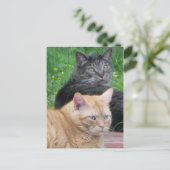 Carte Postale Feline Duo (Debout devant)