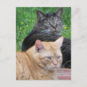 Carte Postale Feline Duo (Devant)