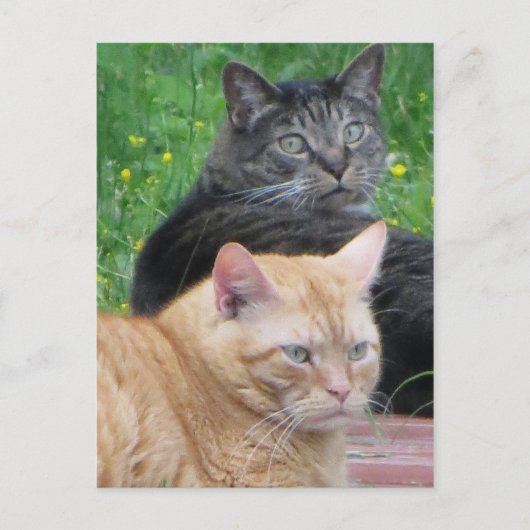 Carte Postale Feline Duo (Devant)