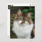 Carte Postale Felix en mode réfléchi (Devant / Derrière)