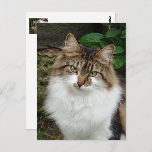 Carte Postale Felix en mode réfléchi (Devant / Derrière)