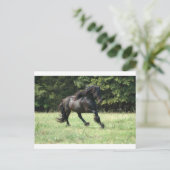 Carte Postale Fell Pony Stallion (Debout devant)