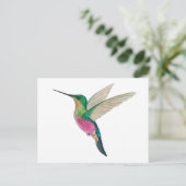 Carte Postale Female Blue-throated Starfrontlet Hummingbird (Debout devant)
