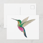 Carte Postale Female Blue-throated Starfrontlet Hummingbird (Devant / Derrière)