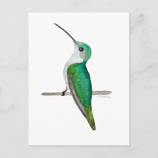 Carte Postale Female Ruby-throated Hummingbird (Devant)