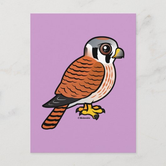 Carte Postale Femelle américaine Kestrel (Devant)