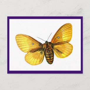 Carte Postale femelle de Bombyx quercus