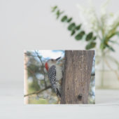 Carte postale féminine au ventre rouge (Debout devant)