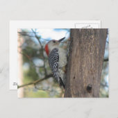Carte postale féminine au ventre rouge (Devant / Derrière)
