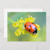 Carte Postale femme au sommet (Devant / Derrière)