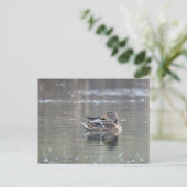 Carte Postale Femme de mallard (Debout devant)