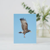Carte Postale Femme Everglades Kite (Debout devant)