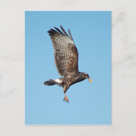 Carte Postale Femme Everglades Kite (Devant)