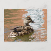 Carte Postale Femme Mallard (Devant)