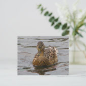 Carte Postale Femme Mallard (Debout devant)