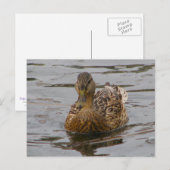 Carte Postale Femme Mallard (Devant / Derrière)