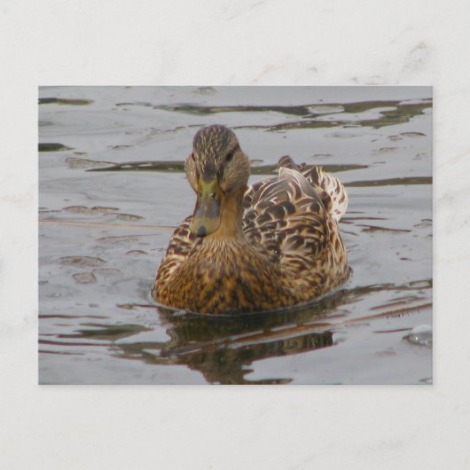 Carte Postale Femme Mallard (Devant)