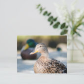 Carte Postale Femme Mallard (Debout devant)