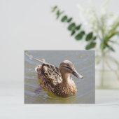 Carte Postale Femme Mallard (Debout devant)