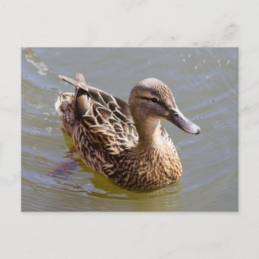 Carte Postale Femme Mallard (Devant)