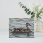 Carte Postale Femme Mallard Duck (Debout devant)