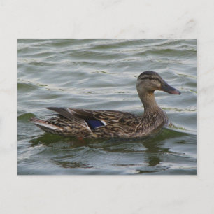 Carte Postale Femme Mallard Duck