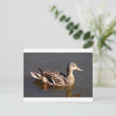 Carte Postale Femme Mallard Duck (Debout devant)