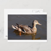 Carte Postale Femme Mallard Duck (Devant / Derrière)