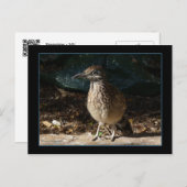 Carte postale Femme Roadrunner (Devant / Derrière)