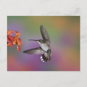 Carte Postale Femme Ruby Throated Hummingbird en vol