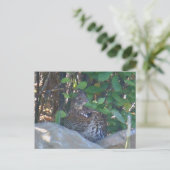 Carte postale Femme Ruffed Grouse (Debout devant)