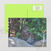 Carte postale Femme Ruffed Grouse (Devant / Derrière)