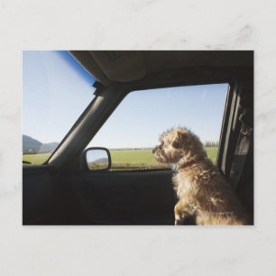 Carte Postale Femme Terrier X assise si siège avant de