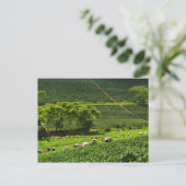 Carte Postale Femmes récoltant du thé 2 (Debout devant)