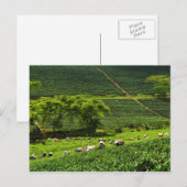 Carte Postale Femmes récoltant du thé 2 (Devant / Derrière)