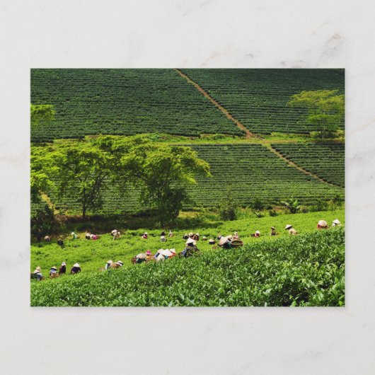 Carte Postale Femmes récoltant du thé 2 (Devant)