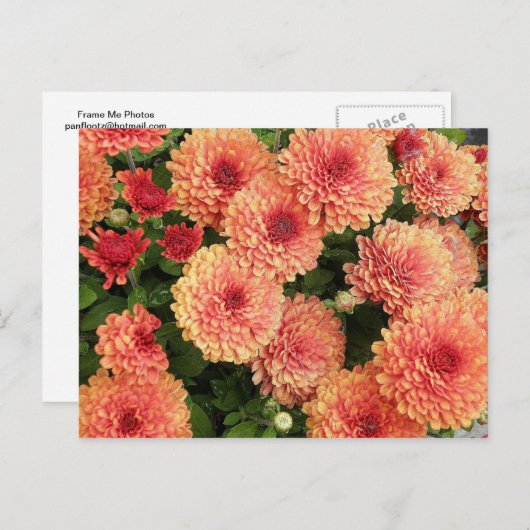 Carte Postale FEMMES saumons (Devant / Derrière)