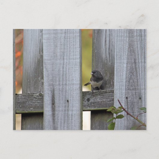 Carte Postale Fence Junco (Devant)